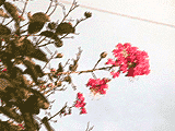 桜の蕾としまなみ